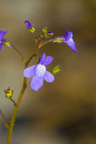 Nuttallanthus floridanus #23